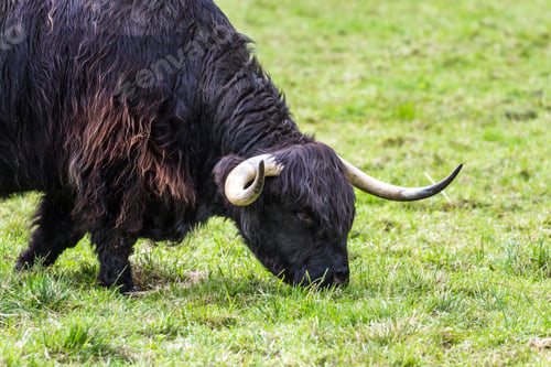 Preview: Close Up Of An Adult Highland Cow In A Field With Fresh Green Grass Late Summer In The Scottish