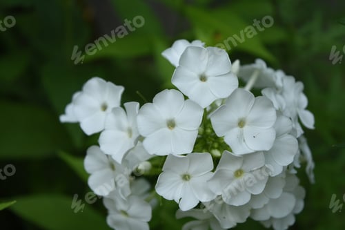 Preview: Garden With Very Pretty White Blooming Phlox Flowers.