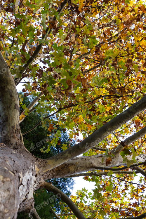 Preview: Beautiful Tree With Golden Leaves Changing In Autumn With A Look Up Perspective