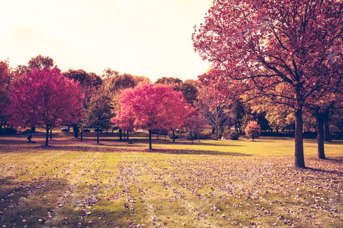 Preview: Autumn