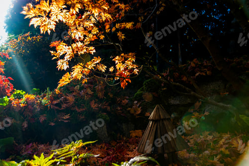 Preview: Dazzling Autumn Foliage Series - Sunbeams Through The Autumnal Maple Trees Leaves In The Morning 2.