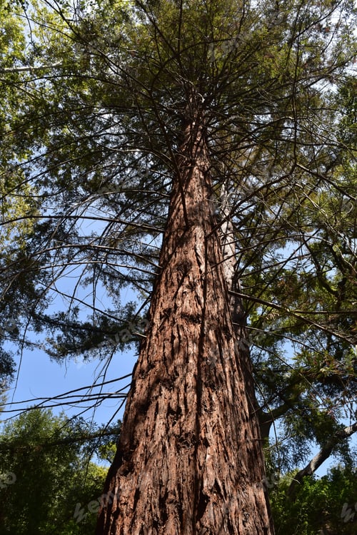 Preview: Looking Up The Trunk Towards The Canopy Of A Redwood.