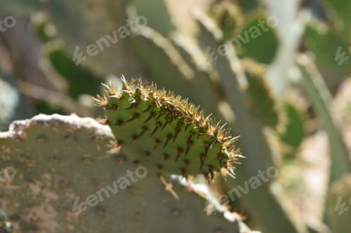 Preview: Spines Lining The Paddle Of A Sharp Pointy Cacti.