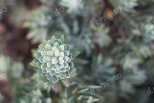 Preview: The Green Leaves Of A Pohutukawa Plant 0105
