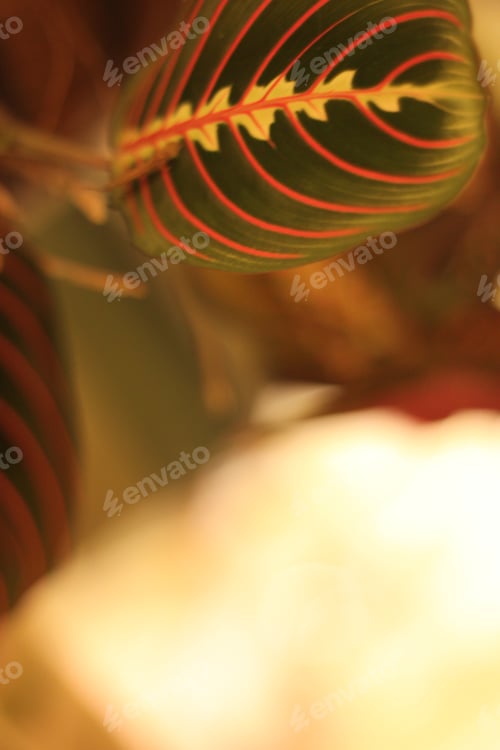 Preview: Green Prayer Plant Leaves With Bright Stripes