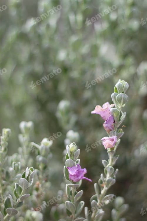 Preview: A Barometerbush Plant With Purple Flowers 0592