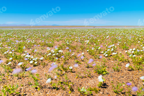 Preview: Flowers Of The Atacama Desert, These Flowers Manage To Survive A Couple Of Weeks Before Dying And