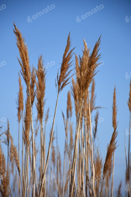 Preview: Tall Grass Reeds And Rushes Blowing In The Wind.
