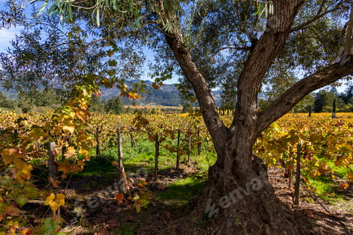 Preview: Beautiful Autumn Scene With Grape Leaves Changing Colors On The Vines In November