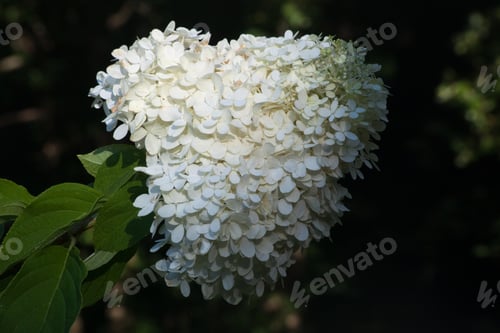 Preview: White Flower In The Sunshine