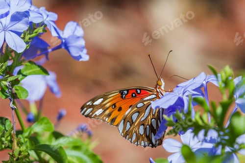 Preview: Close Up Of A Beautiful Orange Butterfly Feeding On Spring Blue Flowers In A Garden