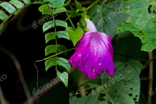 Preview: Wet Morning Glory After A Rain Storm In The Rain Forest Of Belize