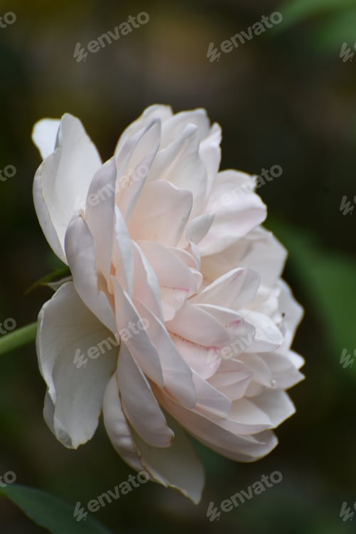 Preview: Beautiful Close Up Of A White Rose