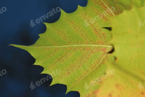 Preview: Green Leaf Background - Colors In Nature - Edges Of Life