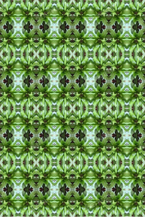 Preview: A Crissie Birds Nest Fern Plant Abstract With Crinkly Green Leaves 0307
