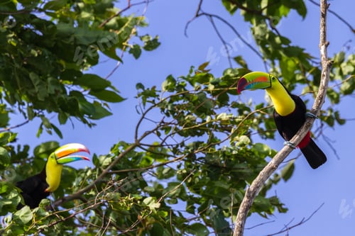 Preview: Wild Keel Billed Toucans In Costa Rica With Vivid Colors On Their Chest And Bills.