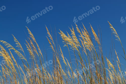 Preview: Waving Golden Wheat Against A Clear Blue Sky