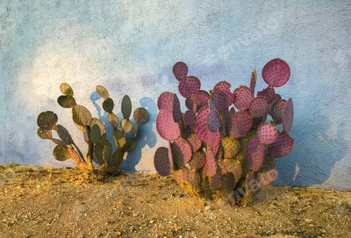 Preview: Two Opuntia Cacti In Front Of A Pale Blue Wall In The Morning Sunlight