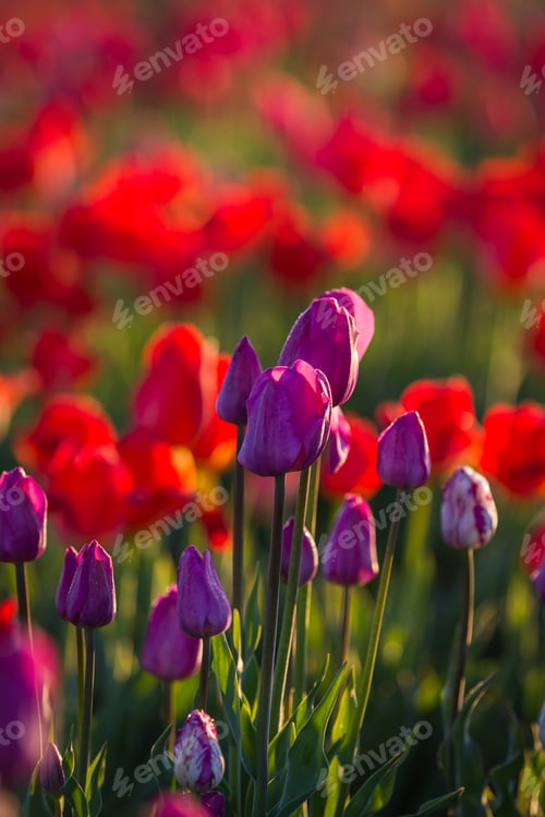 Preview: Beautiful Tulips In A Farm In Oregon, Early Morning In April