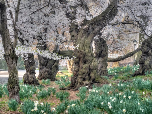 Preview: Spring In Central Park, New York Citycrab Apple Flowers