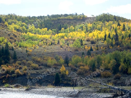 Preview: Autumn Leaves Outdoors In Yellow And Orange