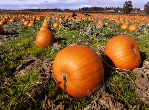 Preview: Fresh And Beautiful Big Pumpkin Ready To Harvest, Victoria Bc Canada 3.