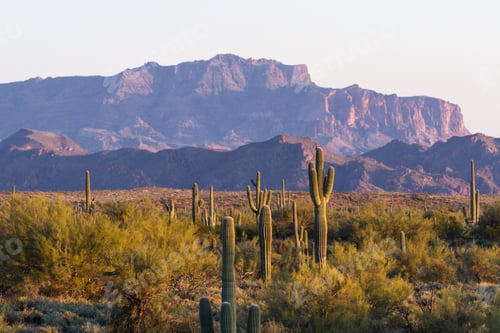 Preview: Arizona Desert Landscape With Saguaro Cactus In Springtime