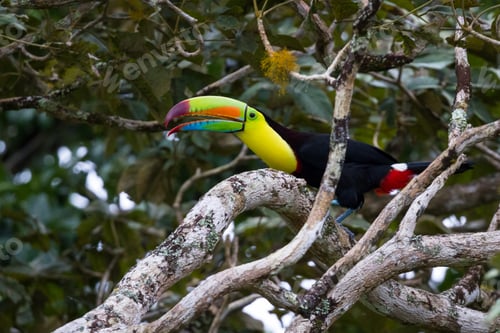Preview: Keel Billed Toucan Perched On A Tree Branch In The Rainforest Of Costa Rica