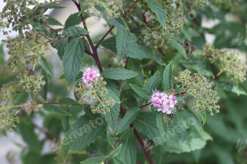 Preview: A Spiraea Meadow Sweets With Tiny Pink Flowers. 3291