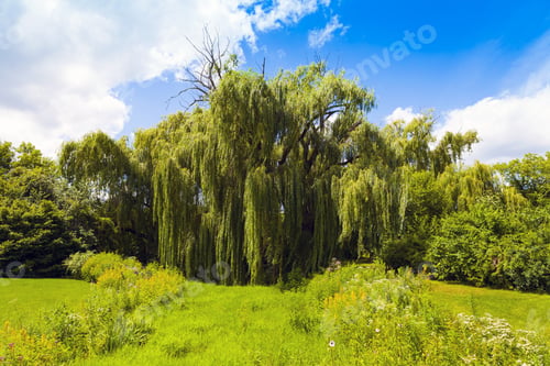 Preview: Garden