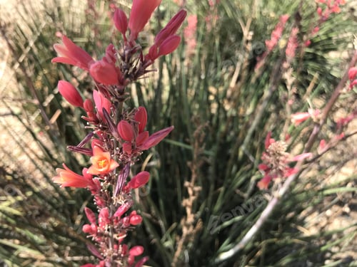 Preview: A Red Yucca Plant With Small Flowers 4576
