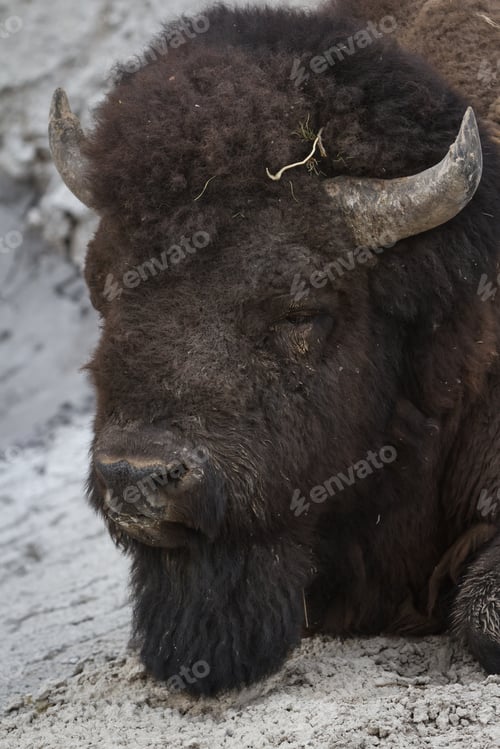 Preview: Male American Buffalo Near A Mud Volcano In Yellowstone National Park, With Warm Steam And Mineral