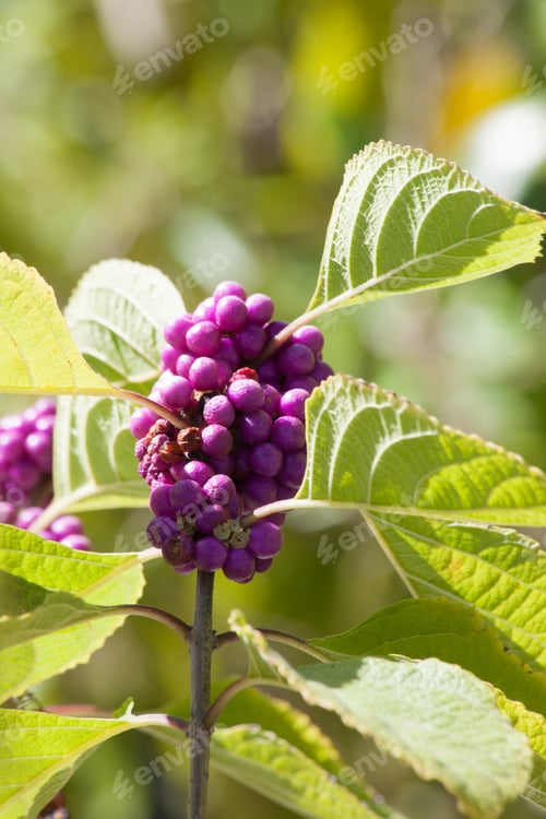 Preview: Purple Berry Outdoors In The Sunshine