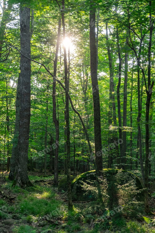 Vorschau: Am frühen Morgen im Wald. Überall viele üppige grüne Pflanzen. Flechten, schwarze Fichten usw.