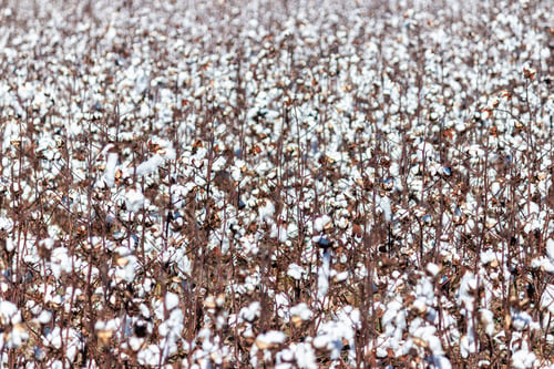 Preview: Closeup Of Blooming Cotton In A Field Ready For Harvest