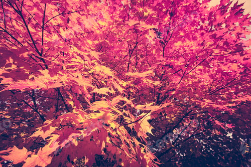 Glowing Autumnal Canopy of Colorful Maple Leaves