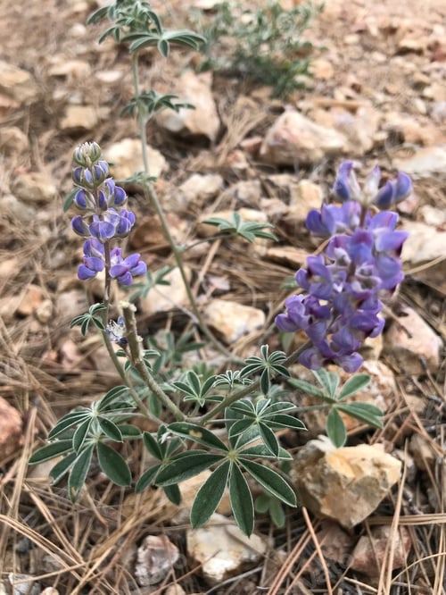 Preview: A Lupinus Sparsiflorus Plant With Flowers 4660