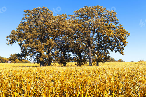 Preview: American Countryside