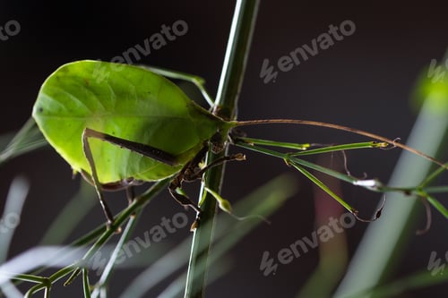 Preview: Details On A Leaf Bug With Very Intricate Pattern And Realistic Leaf Green Color Found In The