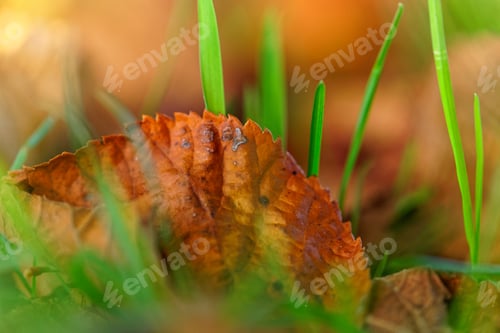 Preview: Dry Leaves On The Ground Product Of The Arrival Of Autumn
