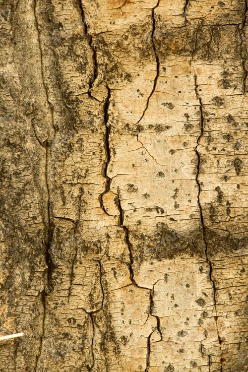 Preview: Tree Texture.