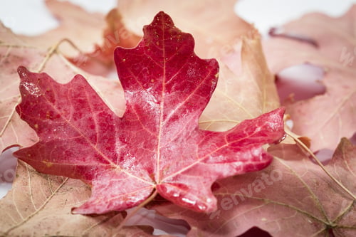 Preview: The Beauty Of Autumn In A Colorful Red Maple Leaf
