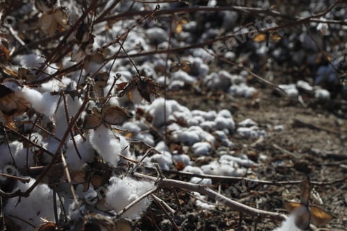 Preview: A Field Of Cotton Plants After Harvest 4668