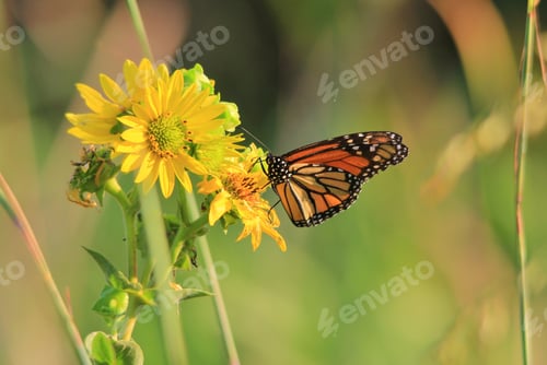 Preview: A Monarch Butterfly Visits Various Wild Flowers, Sucking Up Precious Nectar And Sweet Juices From