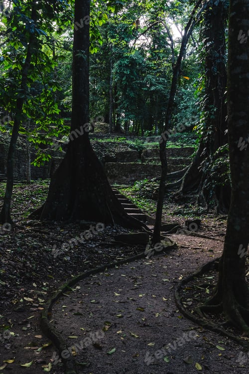 Visualização: Empty Paths And Stairs In The Remains Of An Ancient Mayan Civilization Deep Into The Jungle. Many