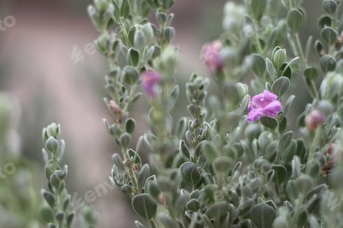 Preview: A Leucophyllum Fructescens Cenizo Plant With Purple Flowers 0845