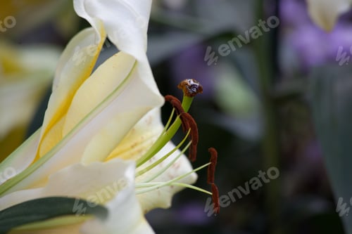 Preview: Yellow And White Lily Growing Outdoors