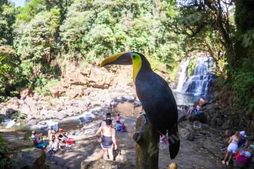 Preview: Nauyaca, Costa Rica - January 28: Toucan Perched On A Pole Near Tourists In Costa Rica. January 28