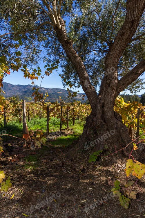Preview: Beautiful Autumn Scene With Grape Leaves Changing Colors On The Vines In November
