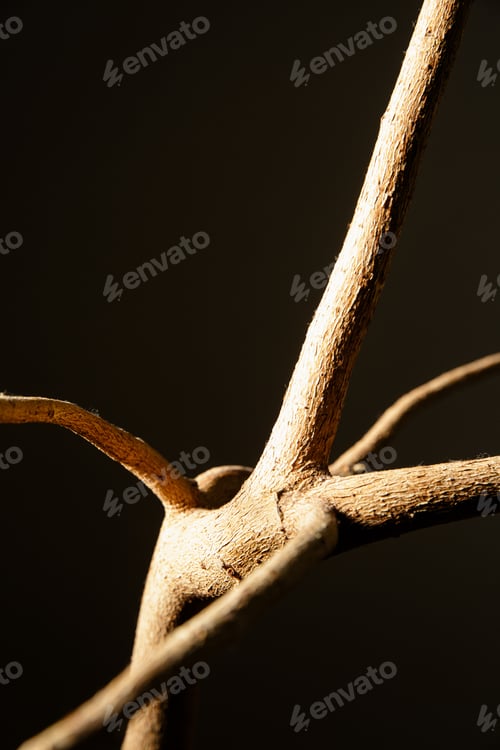 Preview: Branch Of Plant. Image Over Black Background.